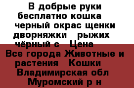 В добрые руки бесплатно,кошка,2.5черный окрас,щенки дворняжки,3 рыжих 1 чёрный,с › Цена ­ - - Все города Животные и растения » Кошки   . Владимирская обл.,Муромский р-н